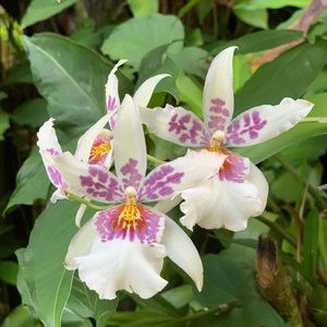 Meet your Posher, Louisa